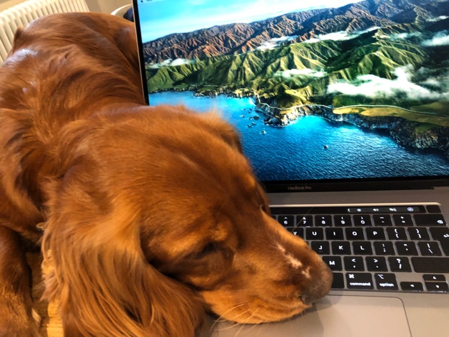 John's dog Freddie laying on a keyboard